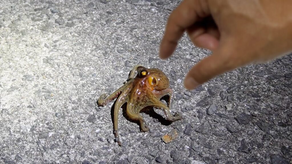 タコはこれで簡単に釣れる