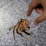 タコはこれで簡単に釣れる