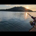 直近最新📢今季初浜名湖の濃いエリアでハゼ調査してみた🐟️