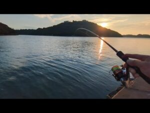 直近最新📢今季初浜名湖の濃いエリアでハゼ調査してみた🐟️