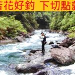 出水苦花好釣 下切點就很多 @最近水量很棒 隨便咬趕快衝