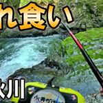 渇水の南秋川で渓流釣りしたら入れ食いだった。