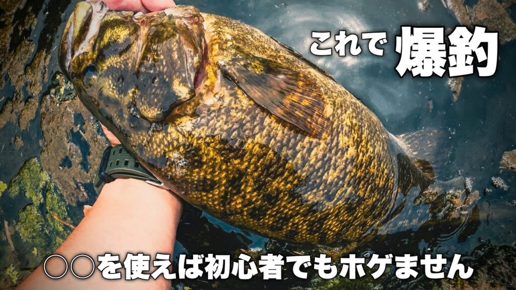【バス釣り】簡単な真夏の川スモールを釣りながら初心者の方に解説します