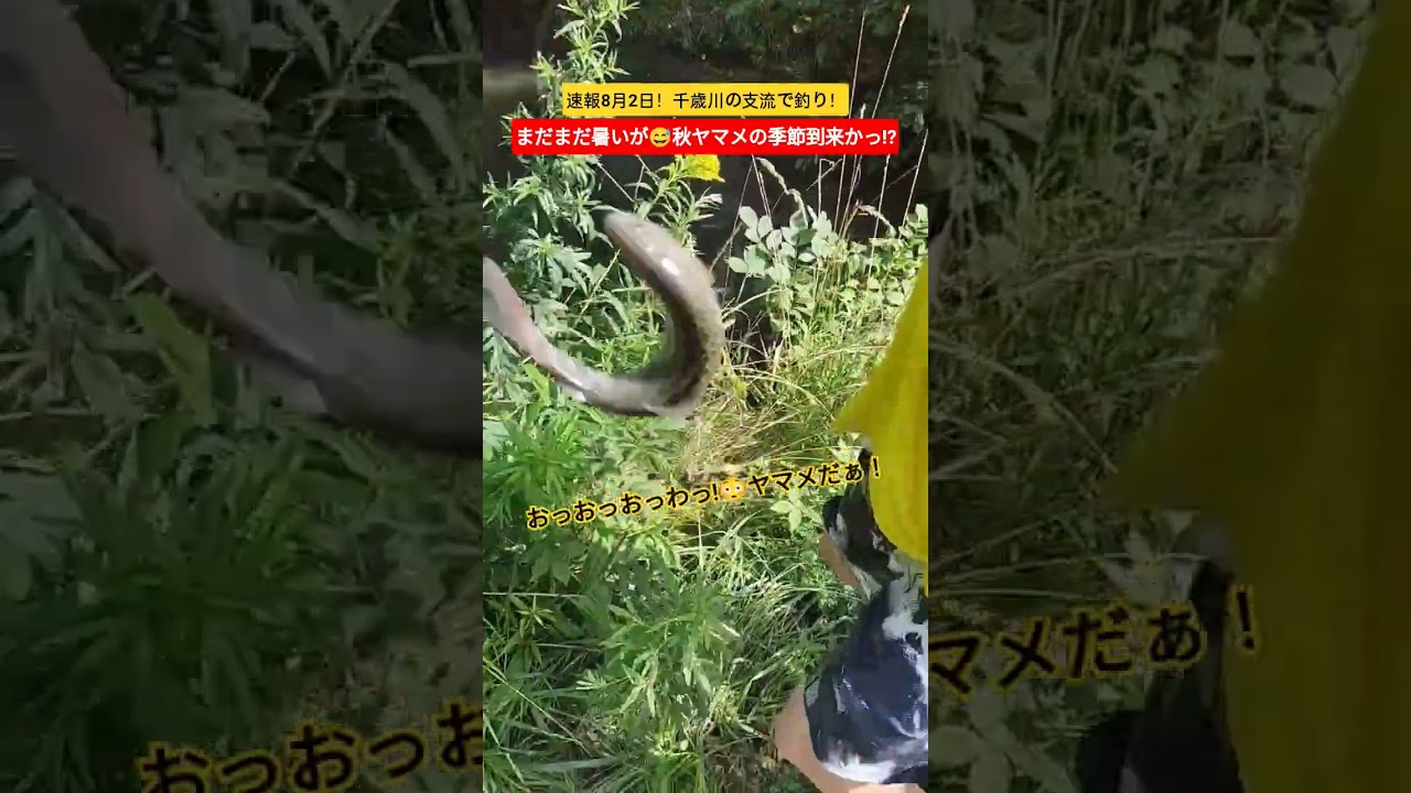 北海道の川釣り！良型ヤマメの季節到来かもっ!?