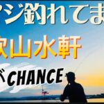 【和歌山アジ釣り】和歌山水軒尺アジ釣り😊きた！きた！きた！きたぁw🐟✨