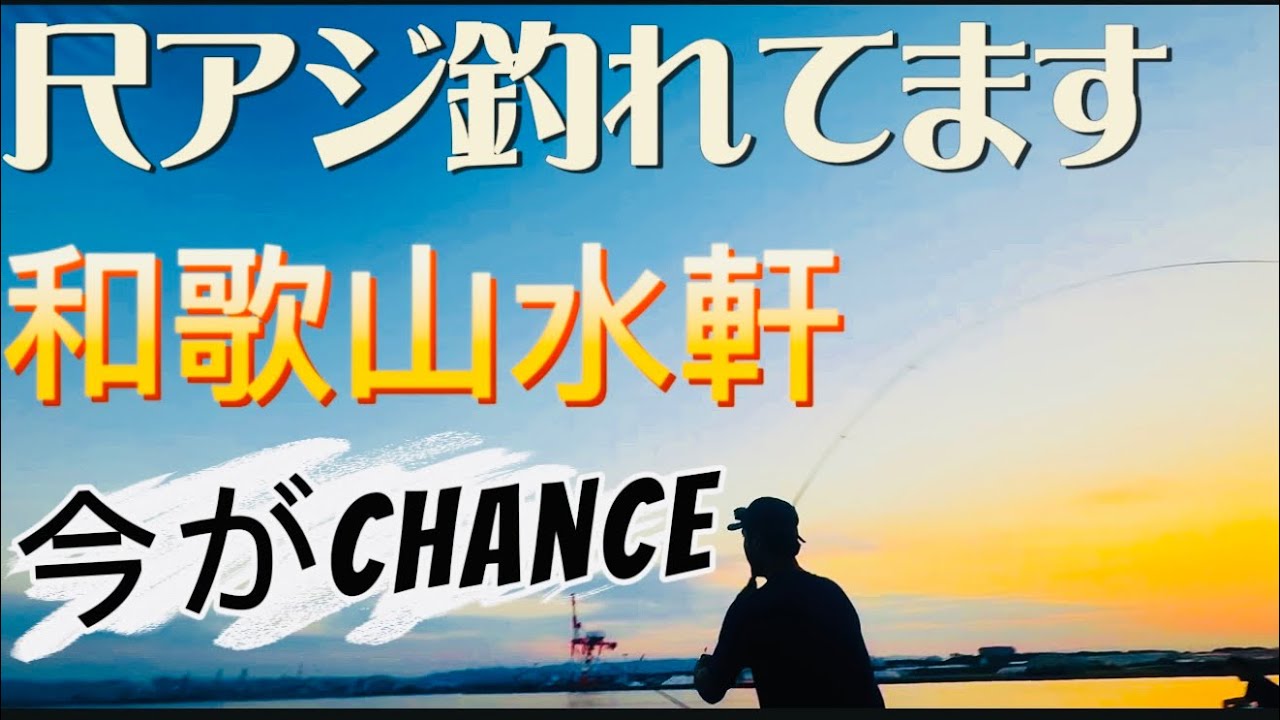 【和歌山アジ釣り】和歌山水軒尺アジ釣り😊きた!きた!きた!きたぁw🐟✨