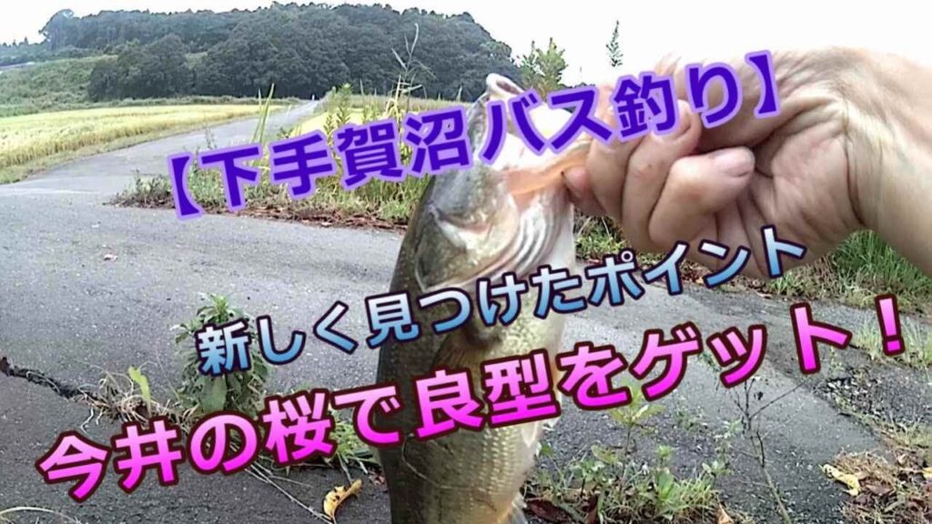 【下手賀沼　バス釣り】新しく見つけたポイント今井の桜で釣れた嬉しい1匹