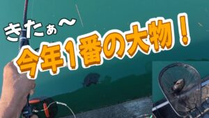 【浜名湖 釣り】きたぁ~ 今年1番の大物!
