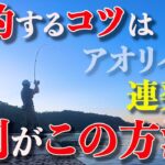 【エギング】見ないと損です！アオリイカを10杯以上釣るにはこの方法が1番釣れちゃいます！