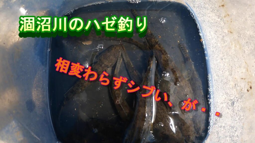 涸沼川のハゼ釣り(マハゼ10匹、最長15センチ)(2025年9月27日)