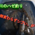 涸沼川のハゼ釣り(マハゼ10匹、最長15センチ)(2025年9月27日)