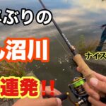 15年ぶりの埼玉県びん沼川で良型連発‼️【バス釣り】【バスフィッシング 】【9月】【サイコロラバー】【ナイスフィー澤田】
