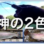 大物もゲット✨ロデオクラフトのおすすめカラー2色【エリアトラウト】【管理釣り場】【裾野フィッシングパーク】【すそのフィッシングパーク】