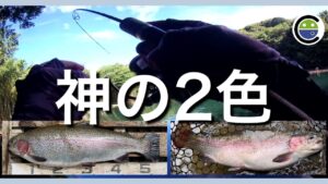 大物もゲット✨ロデオクラフトのおすすめカラー2色【エリアトラウト】【管理釣り場】【裾野フィッシングパーク】【すそのフィッシングパーク】