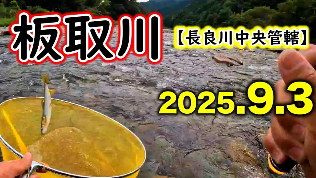 【2.5時間釣果24匹】長良川本流の水温が上がってきたら板取川へ。人気ポイントでもしっかり打ち込めば釣果は出ました。【2025年アユ釣り。長良川中央】