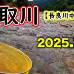 【2.5時間釣果24匹】長良川本流の水温が上がってきたら板取川へ。人気ポイントでもしっかり打ち込めば釣果は出ました。【2025年アユ釣り。長良川中央】