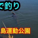 沼で釣り【鶴ヶ島運動公園】2024.3.29