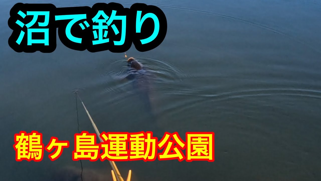 沼で釣り【鶴ヶ島運動公園】2024.3.29