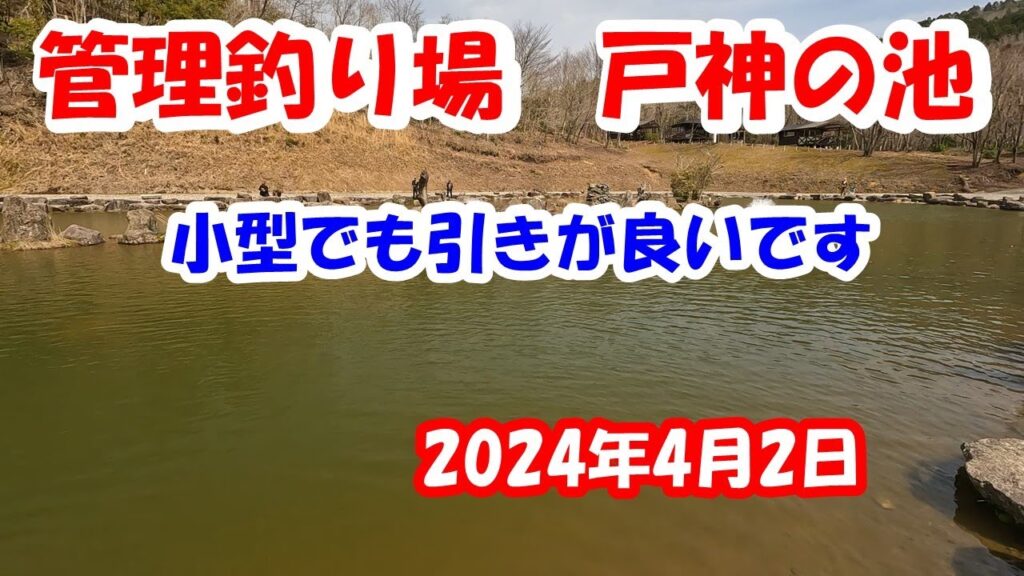 愛知県の管理釣り場、戸神の池に行って来ました。2024年4月2日
