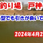 愛知県の管理釣り場、戸神の池に行って来ました。2024年4月2日