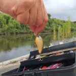 【釣りなう 2025】宮城・吉田川　真夏のスモールマウスバスフィッシング！#ハードルアーオンリー