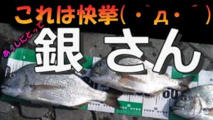 【浜名湖　釣り】水中映像　2025年 浜名湖の夏・新居海釣り公園　かぶせ釣り　想定外の平鯛（ヘダイ）連発で自己記録更新！