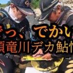 【でっ、でかい！】九頭竜川デカ鮎情報　2025鮎釣り