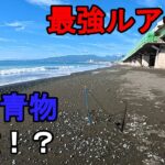 【神奈川県某所】最強ルアーで良型青物が瞬殺！？秋の海釣りハイシーズン期間に、関東地方の相模湾側に面している砂浜（サーフ）の釣り場で、ルアー釣り仕掛けで数日間釣りしてみたら…！【2025年中下旬】
