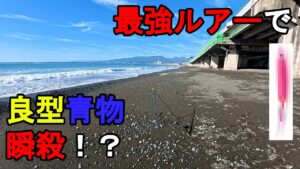 【神奈川県某所】最強ルアーで良型青物が瞬殺！？秋の海釣りハイシーズン期間に、関東地方の相模湾側に面している砂浜（サーフ）の釣り場で、ルアー釣り仕掛けで数日間釣りしてみたら…！【2025年中下旬】