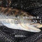 【山女魚の隠れ家。岩魚の隠れ家。】シャロムの森2025 8 27（1）