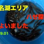 【ハゼ釣り】奥浜名湖エリア ハゼがよく釣れる場所探してさまよった結果 2025.09.01