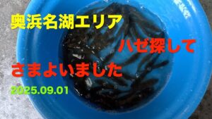 【ハゼ釣り】奥浜名湖エリア ハゼがよく釣れる場所探してさまよった結果 2025.09.01