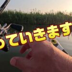 2025.8月【印旛沼水系バス釣り】いつもテキサス撃ちで面白くない動画。なので今回は…