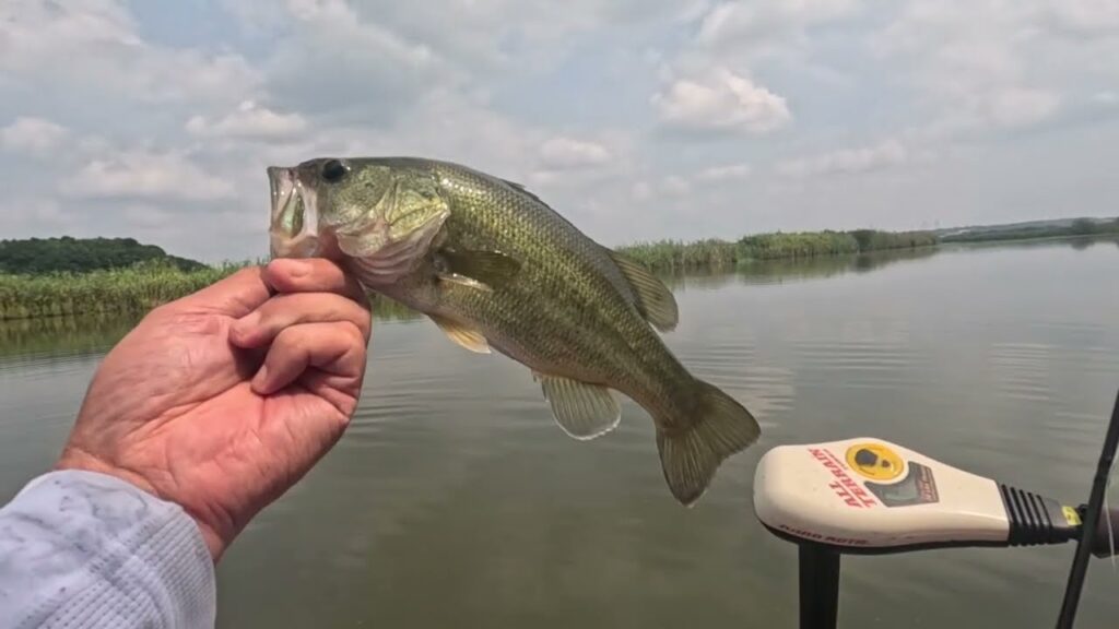 2025.9月【印旛沼水系バス釣り】巻いたり、撃ったり、巻いたり、撃ったり！