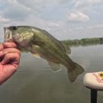 2025.9月【印旛沼水系バス釣り】巻いたり、撃ったり、巻いたり、撃ったり！