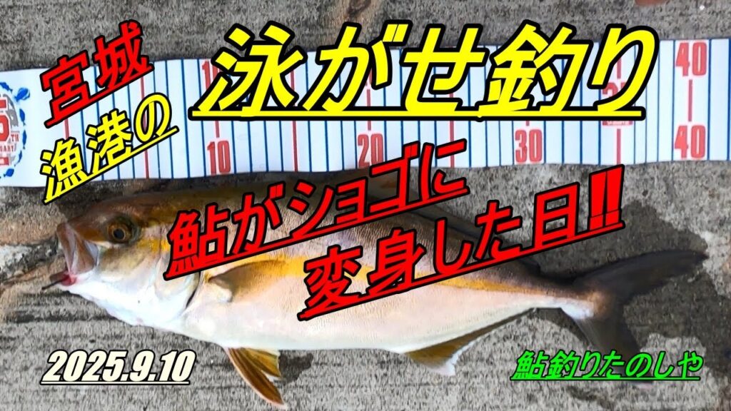 2025.9.10　宮城漁港の泳がせ釣り