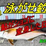 2025.9.10　宮城漁港の泳がせ釣り