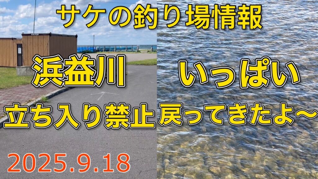 浜益川立ち入り禁止　いっぱい帰ってきたよ〜【2025.9.18】サケの釣り場情報