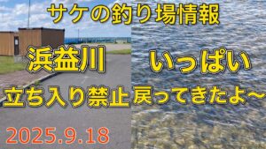 浜益川立ち入り禁止　いっぱい帰ってきたよ〜【2025.9.18】サケの釣り場情報