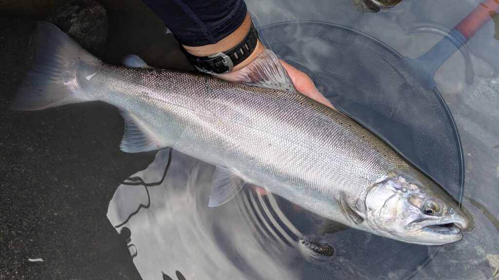 2025年6月  幻の50ｃｍアマゴ！！【渓流餌釣り】