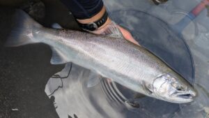 2025年6月  幻の50ｃｍアマゴ！！【渓流餌釣り】