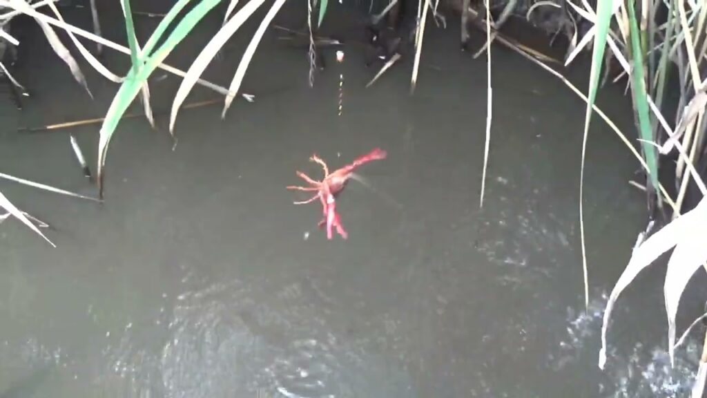 【小鮒釣り 小物釣り】川沿いの道と田んぼの間にあるホソで小物釣り 2025年8月下旬