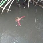 【小鮒釣り 小物釣り】川沿いの道と田んぼの間にあるホソで小物釣り 2025年8月下旬