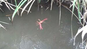 【小鮒釣り 小物釣り】川沿いの道と田んぼの間にあるホソで小物釣り 2025年8月下旬