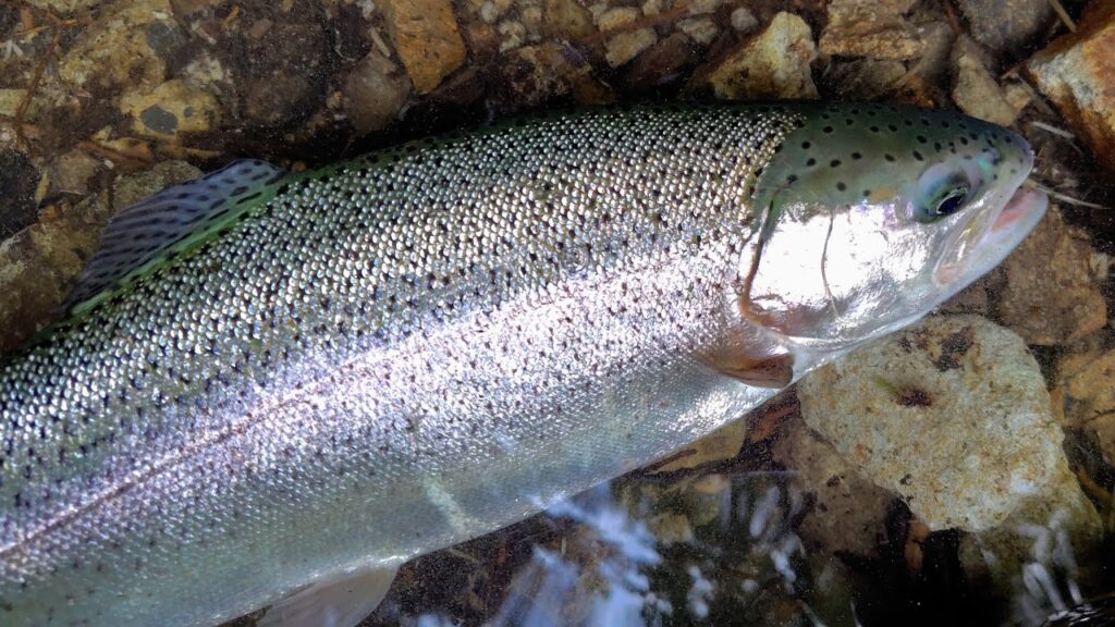 2025年8月22日　湯ノ湖釣行　ニジマス