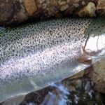 2025年8月22日　湯ノ湖釣行　ニジマス