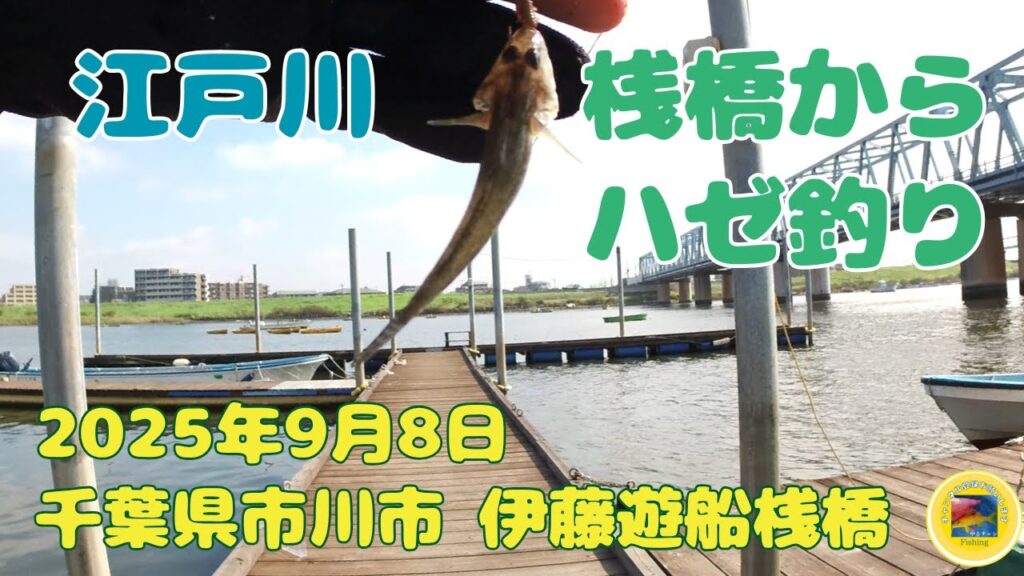 江戸川 桟橋でハゼ釣り 2025年9月上旬 千葉 江戸川 伊藤遊船 #釣り #ハゼ #江戸川 #伊藤遊船 #桟橋