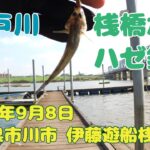 江戸川 桟橋でハゼ釣り 2025年9月上旬 千葉 江戸川 伊藤遊船 #釣り #ハゼ #江戸川 #伊藤遊船 #桟橋