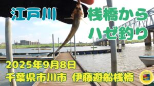 江戸川 桟橋でハゼ釣り 2025年9月上旬 千葉 江戸川 伊藤遊船 #釣り #ハゼ #江戸川 #伊藤遊船 #桟橋