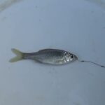 【タナゴ釣り 小物釣り】田んぼの間を流れる用水路で小物釣り 2025年9月上旬